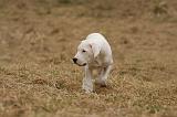 DOGUE ARGENTIN 187